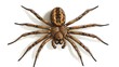 © lara - A brown spider with eight legs, hairy body, and two eyes, isolated on a white background.