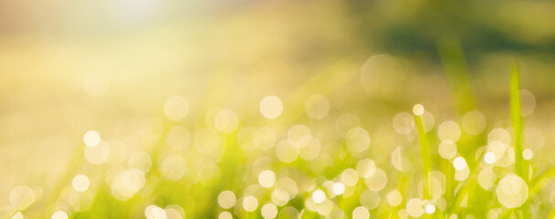 Wall Mural - Colorful abstract summer nature texture background, blurred grass and sunlight