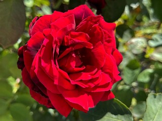 Beautiful red rose in flower garden