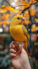 Vibrant yellow bird is perched on a person's hand with autumn-colored leaves in the background, creating a picturesque scene