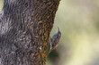 © ADDICTIVE STOCK - Treecreeper bird climbing the rough bark of a tree