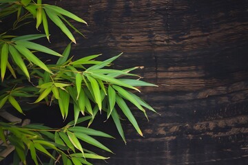 Bamboo leaves on wooden background botanical fresh tropical organic natural decoration