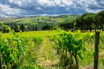 View of a beautiful vineyard in Emilia-Romagna near Bologna in Italy