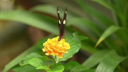 Wall Mural - Heliconius doris, Doris longwing,  butterfly from Costa Rica in Central America. Heliconius, beautiful insect sitting on the green leave in the nature. Butterfly, wildlife nature. 