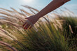© zhukovvvlad - The girl runs her hand over the tall grass and touches it while walking through the fields in the sunset light.