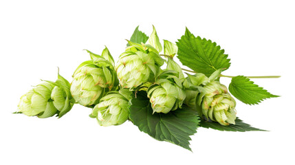 hop cone with leaves on transparent background