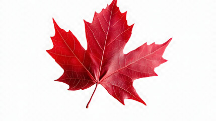 Red maple leaf isolated on transparent or white background, png