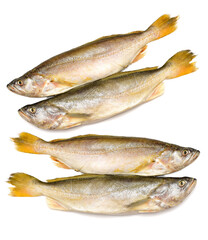 Poster - Yellow Croaker Fish On White background 