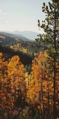 Wall Mural - Autumn Forest Landscape With Golden Leaves