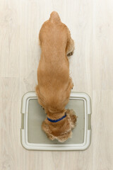 American Cocker Spaniel eating dry food indoors.