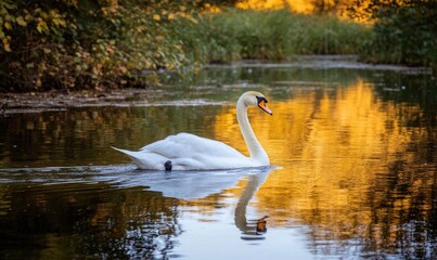 Wall Mural - Serene white swan drifting on still water, gentle reflections shimmering in the evening light