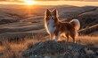 © TheoTheWizard - Sheltie standing on a hilltop, overlooking a valley