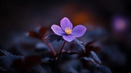 Wall Mural -  A purple flower atop a lush, forest of dark green leaves, teeming with numerous purple and green foliage