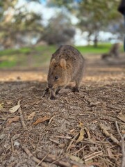 Quokka 