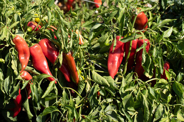 Karaisali pepper, a local variety grown to make pepper paste or to produce red pepper flakes and powders as a spice