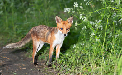 Wall Mural - Portrait of a cute red fox cub standing in a forest