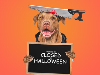 Wall Mural - Signboard with the inscription We will be closed on Halloween. Charming dog and Halloween costume. Closeup, indoors. Studio shot. Pets care concept