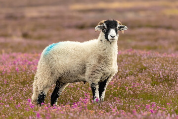 Wall Mural - swaledale ewe stood facing front in blooming pink heather, yorkshire dales, uk. swaledale sheep are 