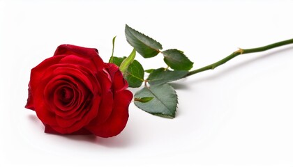 red rose isolated on white background