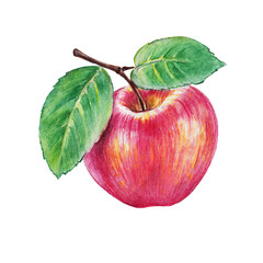 Red fresh apple with green leave, hand painted watercolor illustration , sweet summer fruit , watercolor pencils illustration