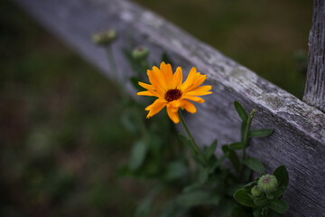 Close up, crop. Bright orange heliopsis blooms near a wooden fence.