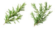 © JT-Dee - Close-up of two fresh rosemary sprigs