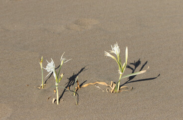 Sea daffodils or sand lilies (Pancratium maritimum) blooming on the sands of the seashore in September offer poetic beauties.