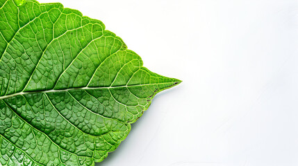 Wall Mural -  Green Rose Leaf: Isolated Elegance on a White Canvas ,green leaf isolated on white background 