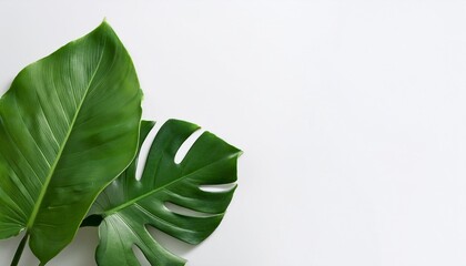 Wall Mural - monstera leaves on white background