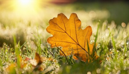 Wall Mural - yellow oak leaf on morning dew wet green grass in the sunlight autumn scene background