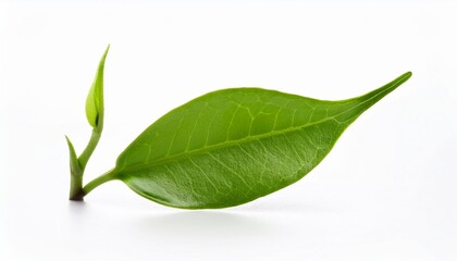 Wall Mural - green leaf sprout isolated on white background ecology and sustainability