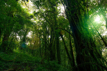 Wall Mural - looking up view of tree trunk to green leaves of tree in forest with sun light. fresh environment in