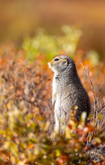 Arctic Ground Squirrel in Denali National Park Alaska in Autumn