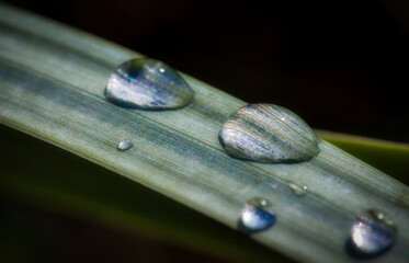 Close-Up of Dew on a Straw