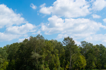 trees in the forest