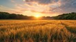 © budi - Sunset over a Field of Golden Wheat with a Starburst Effect
