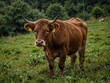© Kasper - Asturian brown cow in green vegetation.