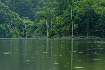 Green forest on a still lake with reflection shadow of green trees and dry trees on water in the morning time.Fresh and eco environment concept.