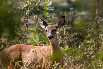 Wall Mural - the white-tailed deer or virginia deer (odocoileus virginianus) natural scene from wisconsin state f