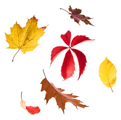 Wall Mural - beautiful bright colorful autumn leaves falling in the air isolated on white background. zero gravit