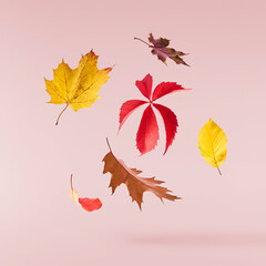 Beautiful bright colorful autumn  leaves falling in the air isolated on pink background. Zero gravity or levitation autumn conception. High resolution image.