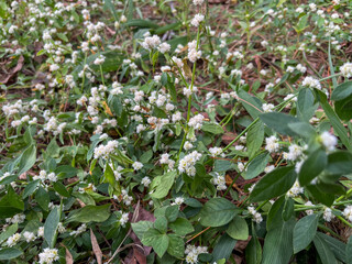 white flowers that grow wild in the forest