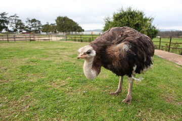 Ostrich found at an ostrich farm for visitors.