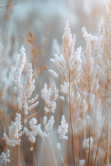 Wall Mural - Serene FrostCovered Plants in a Winter Meadow at Sunrise