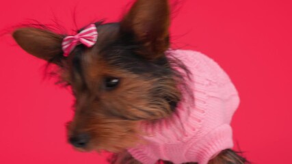 Wall Mural - beautiful Yorkshire terrier girl dog with pink bow and sweater sniffing and searching, looking down and around in front of red background