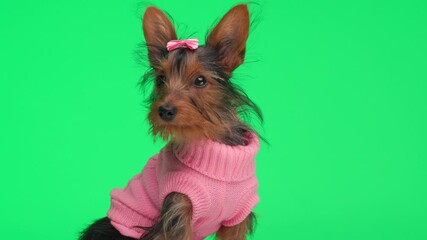 Wall Mural - side view of adorable Yorkshire terrier dog in pink sweater with bow sitting, looking away and being curious and walking in front of green background