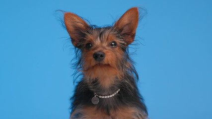 Wall Mural - beautiful small Yorkshire terrier dog with pearls collar looking to side and licking mouth while sitting on blue background