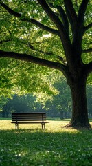 Poster - A park bench is sitting under a large tree
