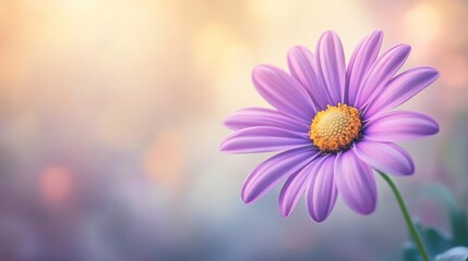 Canvas Print - Single purple daisy flower blooming in soft pastel color