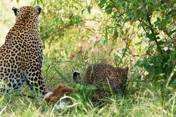 Wall Mural - Baby leopard cub with mom and kill